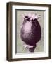 Blossfeldt Redeux I-Vision Studio-Framed Premium Giclee Print