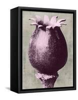 Blossfeldt Redeux I-Vision Studio-Framed Stretched Canvas