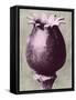 Blossfeldt Redeux I-Vision Studio-Framed Stretched Canvas