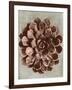 Blossfeldt Redeux II-Vision Studio-Framed Art Print