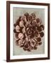 Blossfeldt Redeux II-Vision Studio-Framed Art Print