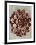 Blossfeldt Redeux II-Vision Studio-Framed Art Print