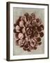 Blossfeldt Redeux II-Vision Studio-Framed Art Print