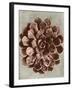 Blossfeldt Redeux II-Vision Studio-Framed Art Print