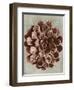 Blossfeldt Redeux II-Vision Studio-Framed Art Print