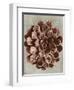 Blossfeldt Redeux II-Vision Studio-Framed Art Print