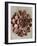 Blossfeldt Redeux II-Vision Studio-Framed Art Print