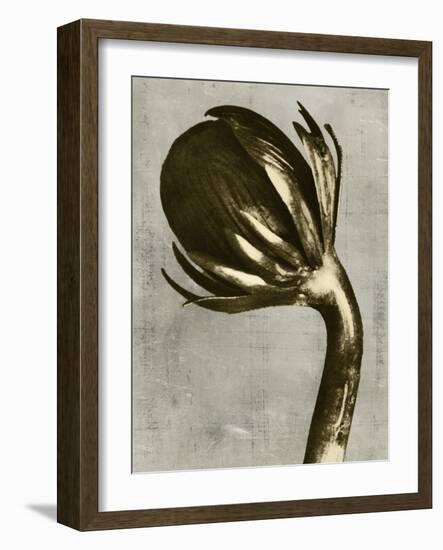 Blossfeldt Redeux III-Vision Studio-Framed Art Print