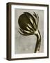 Blossfeldt Redeux III-Vision Studio-Framed Art Print