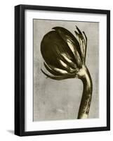 Blossfeldt Redeux III-Vision Studio-Framed Art Print