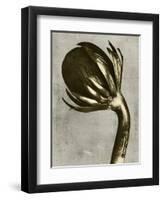 Blossfeldt Redeux III-Vision Studio-Framed Art Print