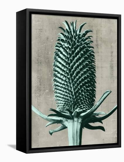 Blossfeldt Redeux V-Vision Studio-Framed Stretched Canvas