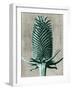 Blossfeldt Redeux V-Vision Studio-Framed Art Print