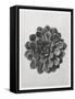 Blossfeldt Rosette I-Karl Blossfeldt-Framed Stretched Canvas