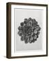 Blossfeldt Rosette I-Karl Blossfeldt-Framed Photographic Print