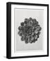 Blossfeldt Rosette I-Karl Blossfeldt-Framed Photographic Print