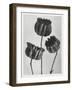 Blossfeldt Trio II-Karl Blossfeldt-Framed Photographic Print