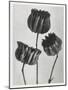 Blossfeldt Trio II-Karl Blossfeldt-Mounted Photographic Print