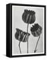 Blossfeldt Trio II-Karl Blossfeldt-Framed Stretched Canvas