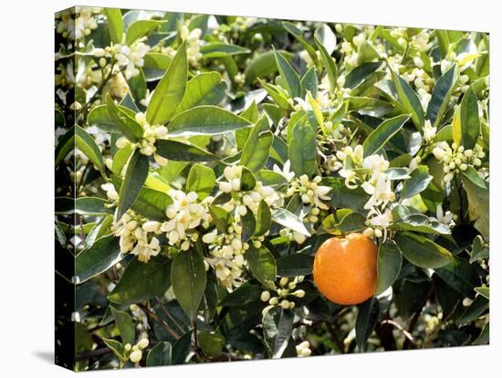 Blossom and Fruit on an Orange Tree, Majorca, Spain-Peter Thompson-Stretched Canvas