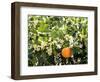 Blossom and Fruit on an Orange Tree, Majorca, Spain-Peter Thompson-Framed Photographic Print