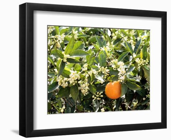 Blossom and Fruit on an Orange Tree, Majorca, Spain-Peter Thompson-Framed Photographic Print