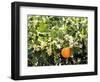 Blossom and Fruit on an Orange Tree, Majorca, Spain-Peter Thompson-Framed Photographic Print