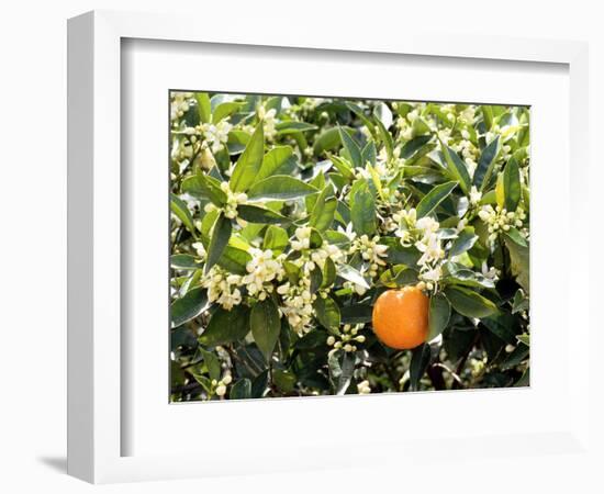 Blossom and Fruit on an Orange Tree, Majorca, Spain-Peter Thompson-Framed Photographic Print