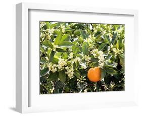 Blossom and Fruit on an Orange Tree, Majorca, Spain-Peter Thompson-Framed Photographic Print