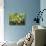 Blossom and Fruit on an Orange Tree, Majorca, Spain-Peter Thompson-Photographic Print displayed on a wall