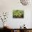 Blossom and Fruit on an Orange Tree, Majorca, Spain-Peter Thompson-Photographic Print displayed on a wall