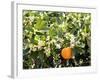 Blossom and Fruit on an Orange Tree, Majorca, Spain-Peter Thompson-Framed Photographic Print