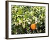 Blossom and Fruit on an Orange Tree, Majorca, Spain-Peter Thompson-Framed Photographic Print