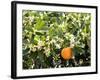 Blossom and Fruit on an Orange Tree, Majorca, Spain-Peter Thompson-Framed Photographic Print