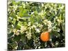 Blossom and Fruit on an Orange Tree, Majorca, Spain-Peter Thompson-Mounted Photographic Print