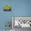 Blossom and Fruit on an Orange Tree, Majorca, Spain-Peter Thompson-Photographic Print displayed on a wall