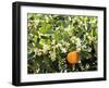 Blossom and Fruit on an Orange Tree, Majorca, Spain-Peter Thompson-Framed Photographic Print