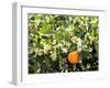 Blossom and Fruit on an Orange Tree, Majorca, Spain-Peter Thompson-Framed Photographic Print