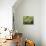 Blossom and Fruit on an Orange Tree, Majorca, Spain-Peter Thompson-Mounted Photographic Print displayed on a wall