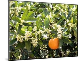 Blossom and Fruit on an Orange Tree, Majorca, Spain-Peter Thompson-Mounted Photographic Print