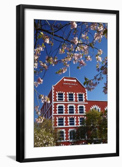 Blossom and Historic Crown Mills Building, Dunedin, Otago, South Island, New Zealand-David Wall-Framed Photographic Print