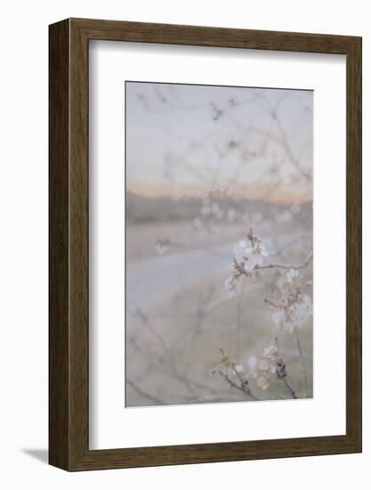 Blossom at Sunset-null-Framed Photographic Print