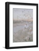 Blossom at Sunset-null-Framed Photographic Print