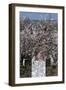 Blossom at the Gate of a Cottage-Natalie Tepper-Framed Photo