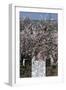 Blossom at the Gate of a Cottage-Natalie Tepper-Framed Photo