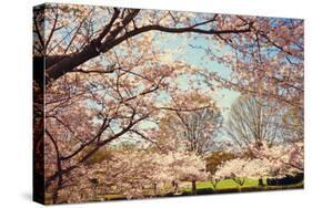 Blossom Beauty I-Kathy Mansfield-Stretched Canvas