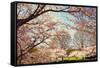 Blossom Beauty I-Kathy Mansfield-Framed Stretched Canvas