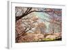 Blossom Beauty I-Kathy Mansfield-Framed Photographic Print