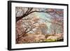 Blossom Beauty I-Kathy Mansfield-Framed Photographic Print