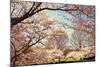 Blossom Beauty I-Kathy Mansfield-Mounted Photographic Print